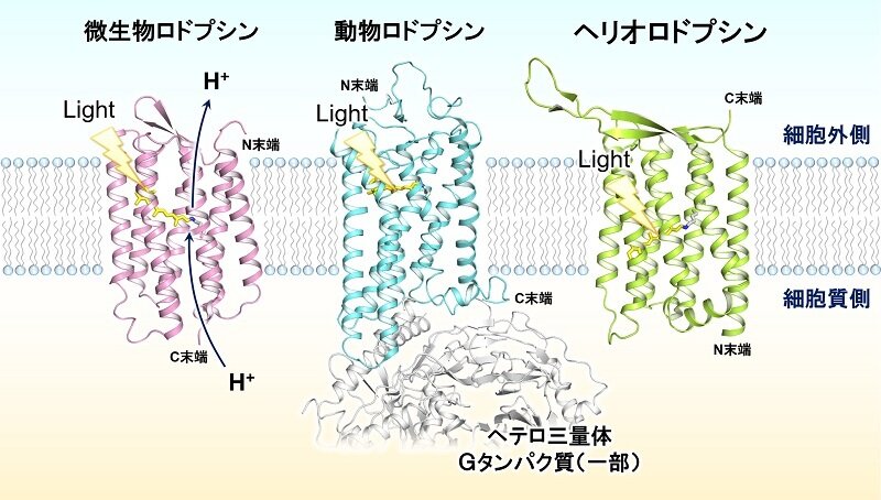 [Division Topics] The third class of rhodopsin: Heliorhodopsin — The ...