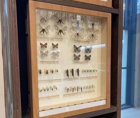 insects.jpg